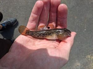 Round Goby