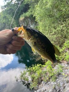 Largemouth Bass