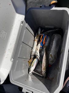 Atlantic Horse Mackerel