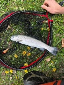 Rainbow Trout