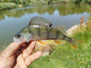 European Perch