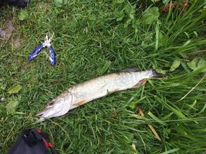 Northern Pike