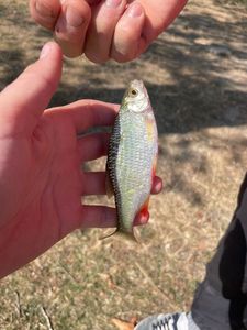 Roach
