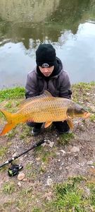 Common Carp