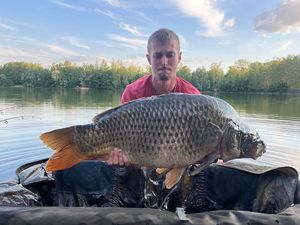 Common Carp