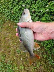 European Perch