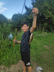 European Perch