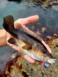 Ballan Wrasse