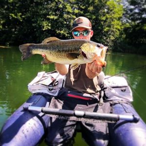 Largemouth Bass