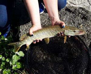 Northern Pike