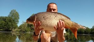 Common Carp