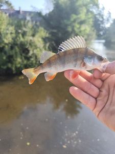 European Perch