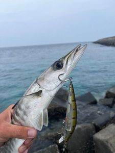 Great Barracuda