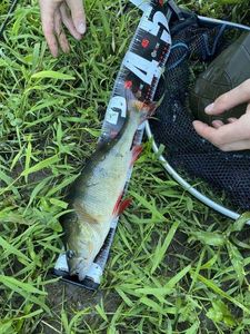 European Perch