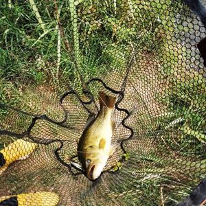 Largemouth Bass