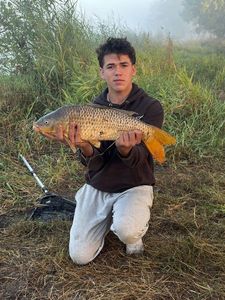 Common Carp