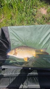 Mirror Carp