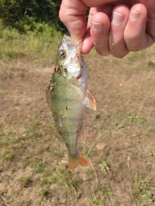 European Perch