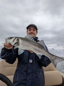 European Bass (Seabass)