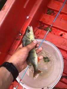 European Perch