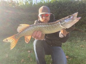 Northern Pike