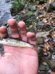 Brown Trout
