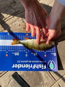 European Perch