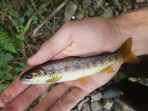 Brown Trout