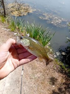Largemouth Bass