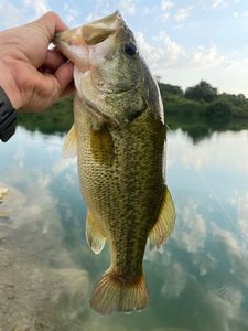 Largemouth Bass