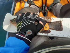 Ballan Wrasse