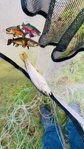 Brown Trout