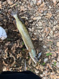 Northern Pike