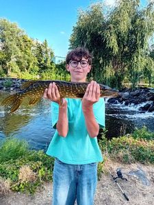 Northern Pike