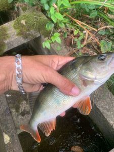 Golden Perch