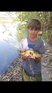 Largemouth Bass