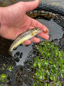 Brown Trout