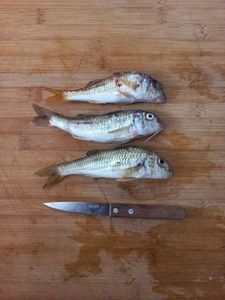 Surmullet