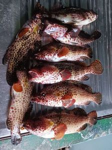 Honeycomb Grouper