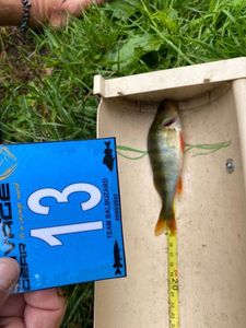 European Perch