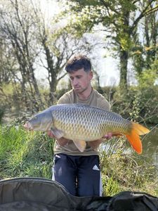Common Carp