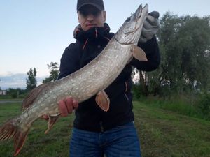 Northern Pike