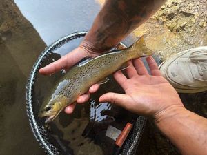 Brown Trout