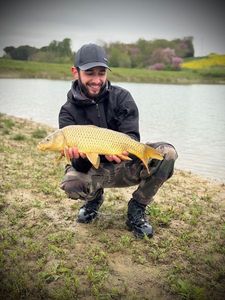 Common Carp