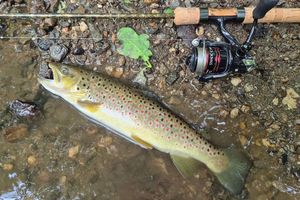 Brown Trout