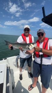 European Bass (Seabass)