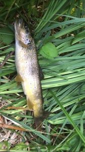Brown Trout