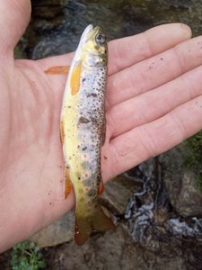 Brown Trout