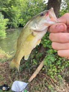 Largemouth Bass