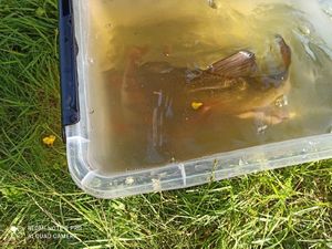 Tench